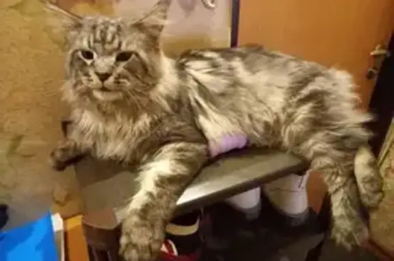 Кошки потеряшки, Новосибирск, фото: Потеряшка кошка на Нарымской 23/1, Новосибирск