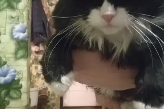 Объявления о пропавших и найденных животных, Великий Новгород, фото: Пропал кот на Большой Санкт-Петербургской, 90 к1, Великий Новгород