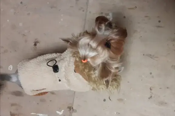 Пропала собака йорк в Марьино, Ногинского района