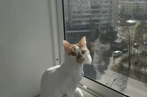 Пропал кот Персик на Воскресенской улице, Архангельск