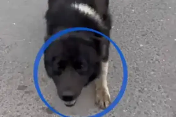 Найдена собака с щенками, 46К-3040, Марушкинское