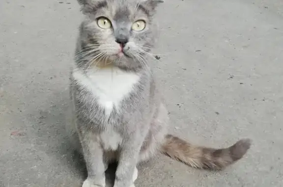 Найдена кошка в районе Могилёвского дворика