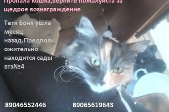 Пропала кошка Кошечка в Владимирской области