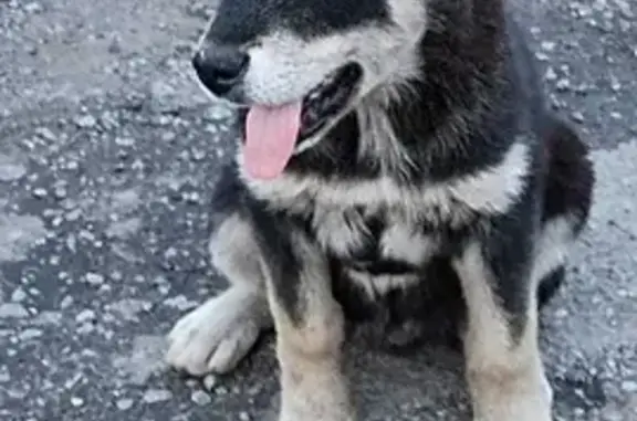 Собака Маламут найдена в Хабаровске на ул. Калараша, возраст 3,5 мес.