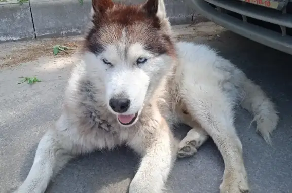 Потрёпанная собака найдена в Московской области