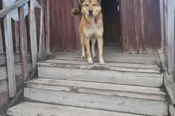Собака найдена на Спортивной ул., Курган.