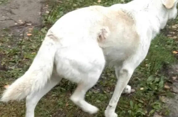 Пропала белая собака на ул. Советской, Кимовск