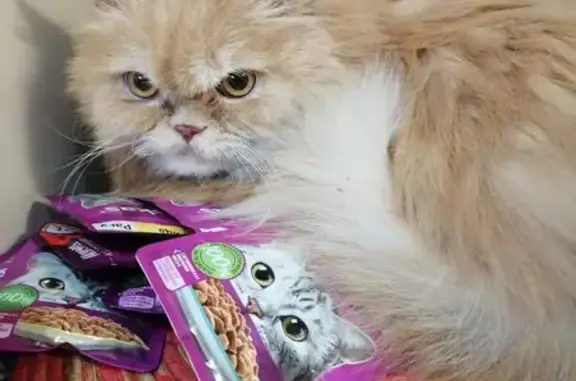 Пропала персидская кошка в Озёрском городском округе