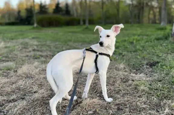 Собаки потеряшки, Санкт-Петербург, фото: Потеряшка собака Вита на Подвойского, 24 к3 в СПб