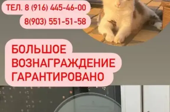 Пропала кошка на Москворецкой набережной, Москва
