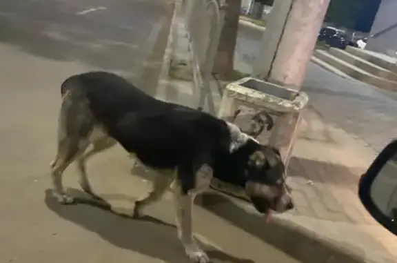Пропала собака Дана в районе библиотеки Белинского, Калуга