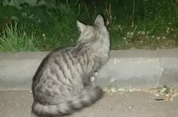 Найдена ручная кошка на Боровском шоссе, дом 23