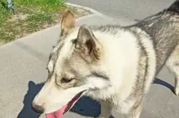 Собака-Хаски найдена в Великом Новгороде