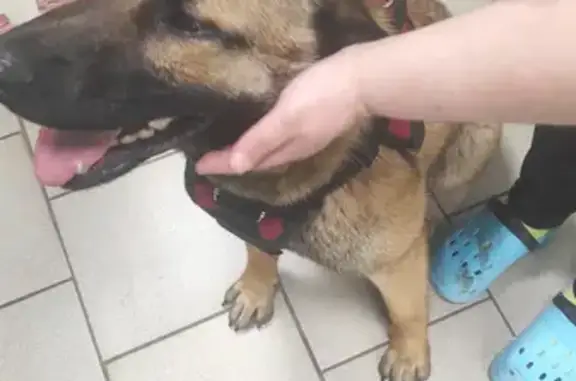 Собака найдена на улице Татарстан, 15