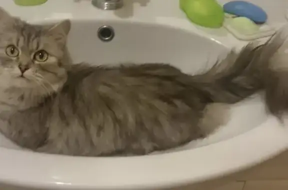 Потерянные животные Зелени, фото: Пропала кошка Стеша, 14 лет, 17Н-688, Зелени.