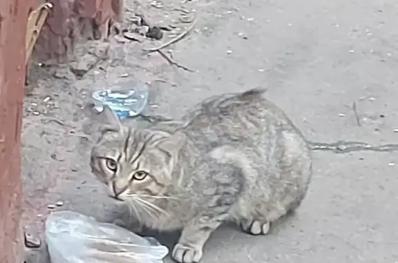 Плачущая кошка в Чуксин тупике, Москва