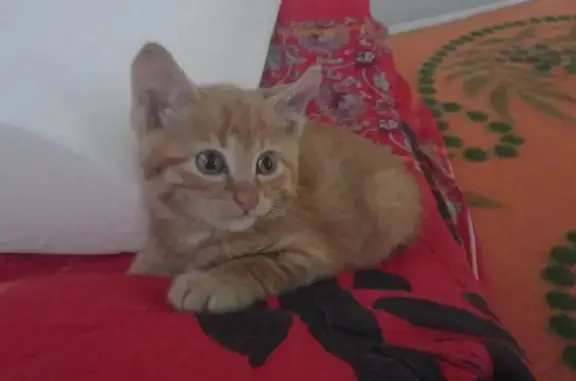 Пропала рыжая кошка на Черняховского 9 во Владивостоке