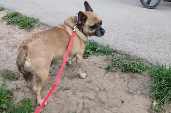 Собака найдена на пр. Ленина, 232А