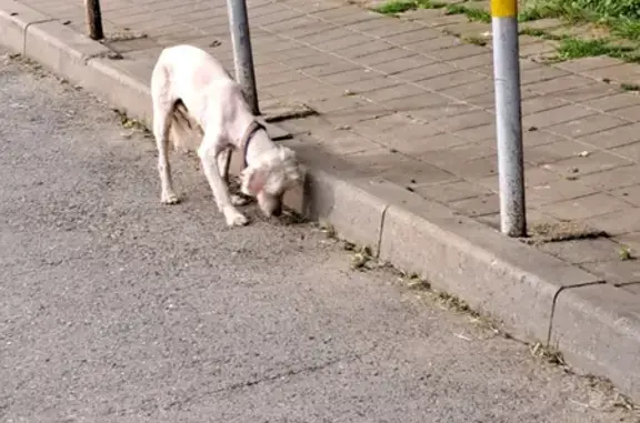 Найдена исхудавшая собака на пр. Писателя Знаменского, 3 в Краснодаре