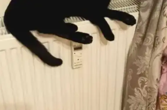 Пропала черная кошка в поселении Поповпорожское, Карелия