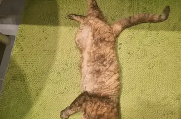 Пропала кошка в Московской области