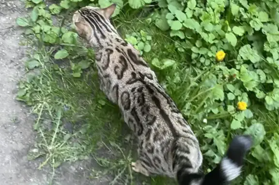 Найден котик на Байкальской, Москва
