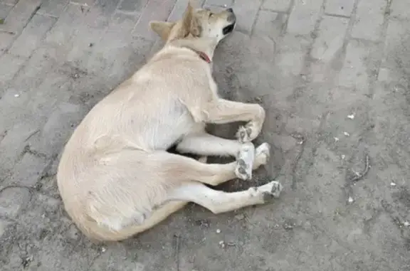Собака с ошейником на Народном бульваре, 55