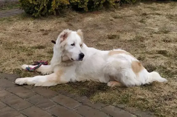 Найдена собака в Пушкино, ищем хозяина!