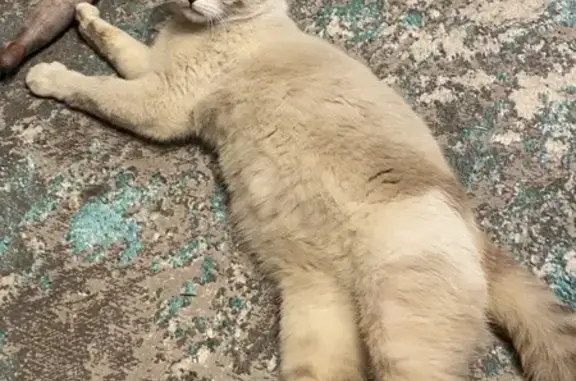 Найдена кошка в Красково на Пролетарском проспекте