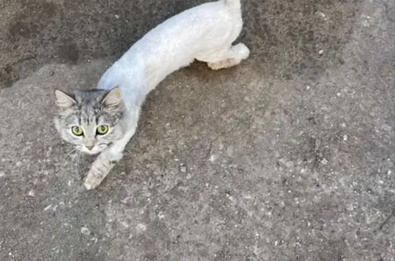 Найдена кошка на ул. Ломоносова 14А, Энгельс