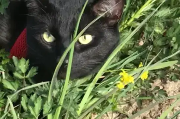 Пропала кошка Черный кот в Шумском сельском поселении