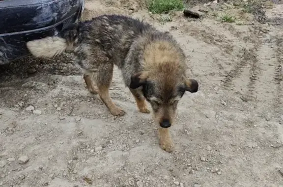 Найдена собака в СНТ Жилино-Малинки, Московская область