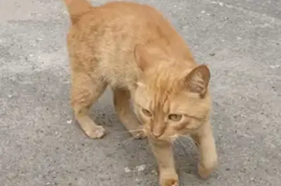 Найден рыжий котик на Мариупольской улице, Волгоград