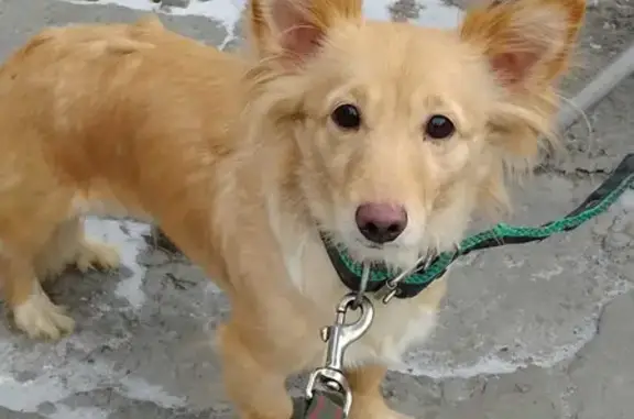 Пропала собака на улице Аникина, 23, Новосибирск.