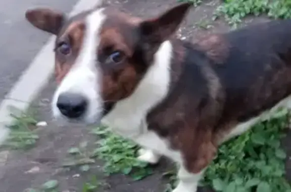 Найдена домашняя собака на ул. Захаренко, 11 в Челябинске