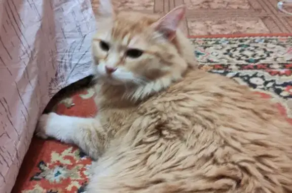 Найдена кошка на ул. Штеменко, Волгоград