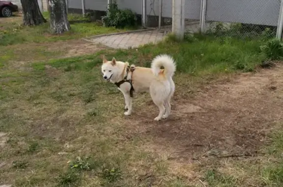 Найдена собака Лайка на улице Железнодорожной