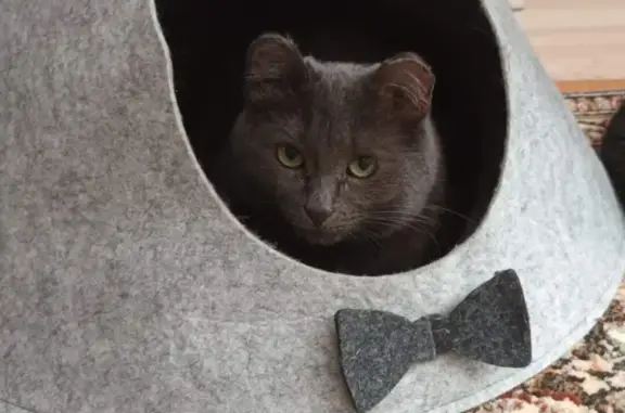 Кошки потеряшки, Ижевск, фото: Потеряшка кошка на Спартаковском, Ижевск