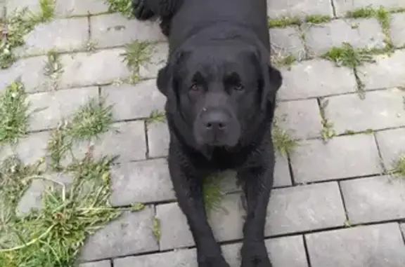 Найдена собака в Петровском ПСК, черный окрас