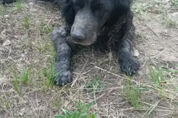 Собака на Московской ул., 1: спаниель, черная, беременная.