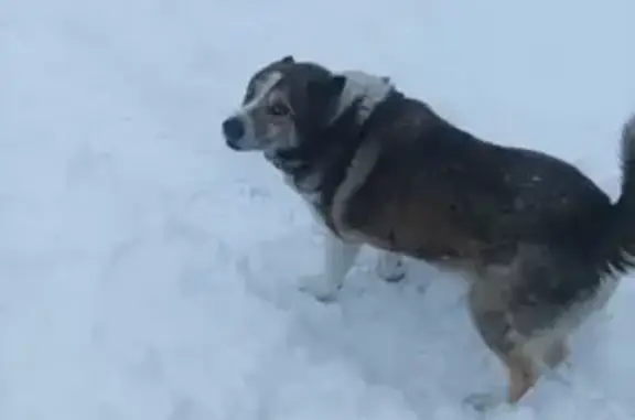 Пропала собака Лайка на улице Гагарина