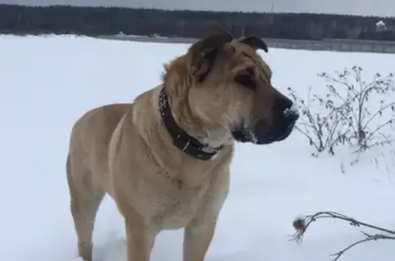 Пропала рыжая собака в Екатеринбурге