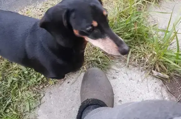 Найдена собака, Московская область, фото: Найдена девочка-такса возле СНТ Ветеран