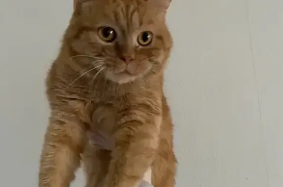 Кошки потеряшки, Киров, фото: Потеряшка кошка на ул. Рахманинова, 1, Киров