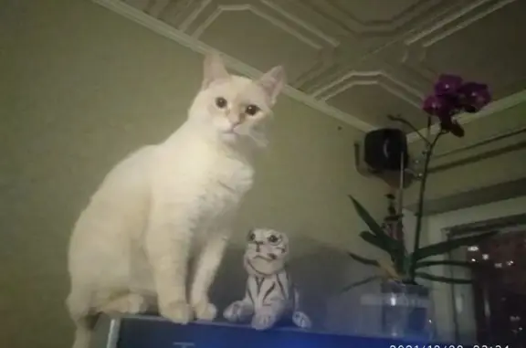 Потерянные животные Санкт-Петербург, фото: Пропала кошка на улице Есенина, 32, СПб.