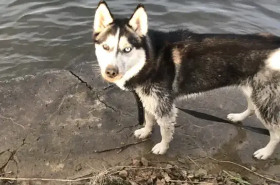 Пропала собака Сибирский хаски в Тюбеляс, Челябинская область