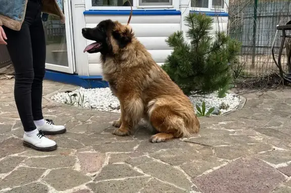 Пропала собака с клеймом на ухе на ул. Коломийца, Домодедово