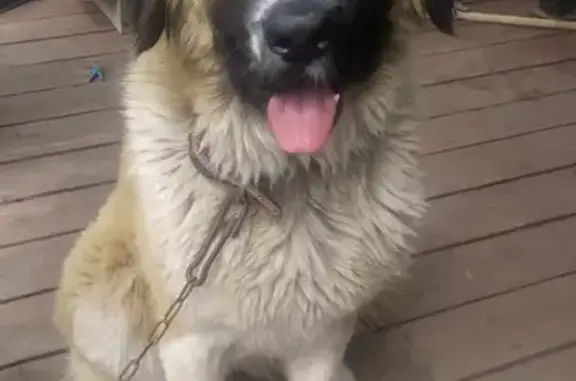 Собака найдена на Комсомольской, 21