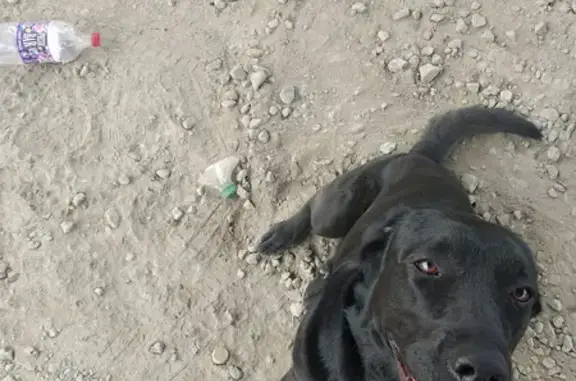 Найдена собака в Екатеринбурге, район Южной подстанции