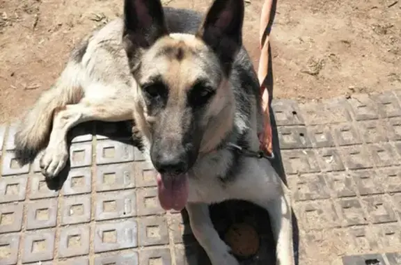 Найдена собака Овчарка на ул. Центральной, Степурино.